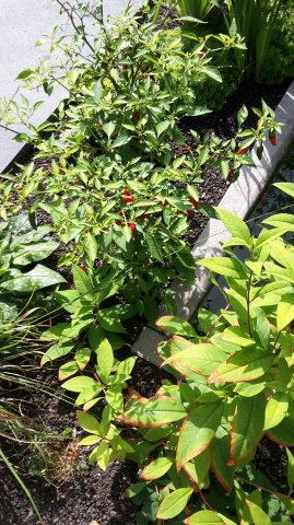 Landesgartenschau 2017